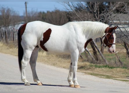 American Paint Horse, Gelding, 15 years, 15 hh, Tobiano-all-colors