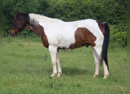 American Paint Horse, Gelding, 16 years, 16 hh, Tobiano-all-colors