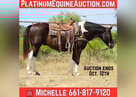 American Paint Horse, Gelding, 17 years, 15.1 hh, Tobiano-all-colors