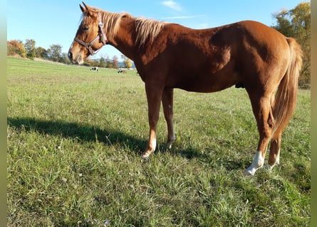 American Paint Horse, Gelding, 1 year, 14.2 hh, Chestnut-Red