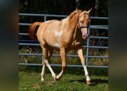 American Paint Horse, Gelding, 1 year, 15.1 hh, Pinto