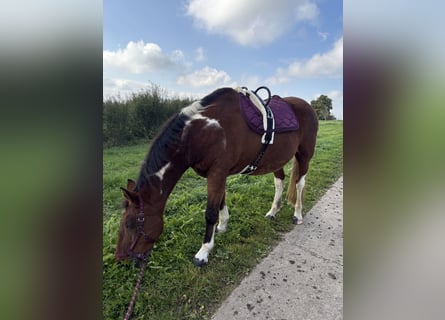 American Paint Horse Mix, Gelding, 20 years, 16 hh, Pinto