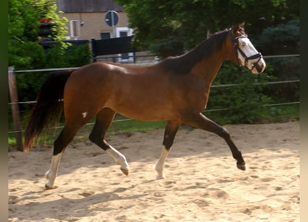 American Paint Horse, Gelding, 3 years, 14.2 hh, Overo-all-colors