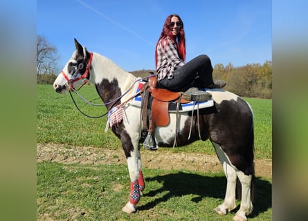 American Paint Horse Mix, Gelding, 3 years, 15.1 hh, Pinto