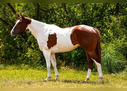 American Paint Horse, Gelding, 3 years, Tobiano-all-colors