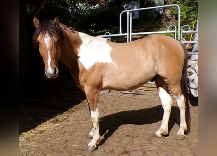 American Paint Horse Mix, Gelding, 4 years, 14.1 hh, Pinto