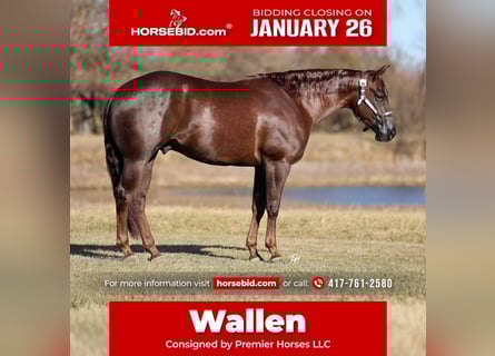 American Paint Horse, Gelding, 4 years, 15.2 hh, Chestnut