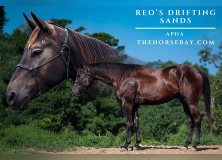 American Paint Horse, Gelding, 4 years, 15 hh, Black