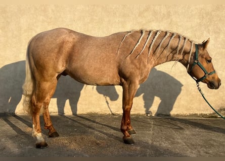 American Paint Horse, Gelding, 4 years, 15 hh, Palomino