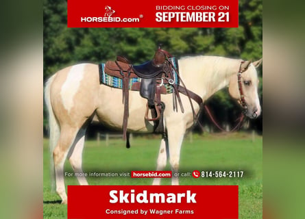 American Paint Horse, Gelding, 4 years, Pinto