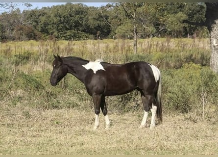American Paint Horse, Gelding, 5 years, 14 hh, Tobiano-all-colors