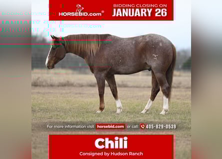 American Paint Horse, Gelding, 5 years, 14,3 hh