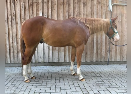 American Paint Horse, Gelding, 5 years, 15.2 hh, Chestnut-Red