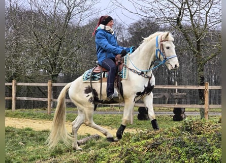 American Paint Horse Mix, Gelding, 5 years, 15,1 hh, Pinto