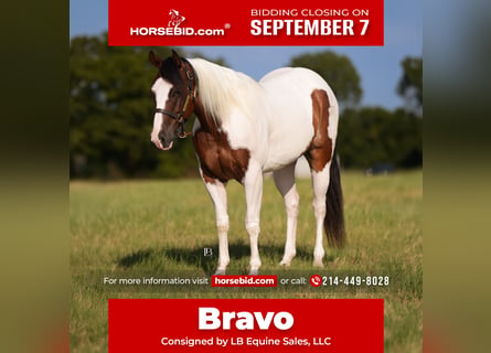 American Paint Horse, Gelding, 5 years, Pinto