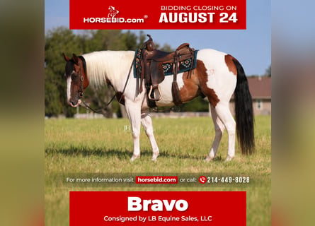 American Paint Horse, Gelding, 5 years, Pinto