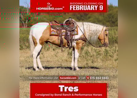 American Paint Horse, Gelding, 6 years, 14.2 hh, Pinto