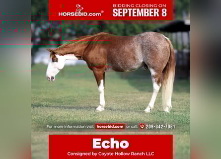 American Paint Horse, Gelding, 6 years, 14,1 hh, Tobiano-all-colors