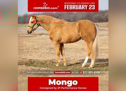 American Paint Horse, Gelding, 6 years, 15.1 hh, Palomino