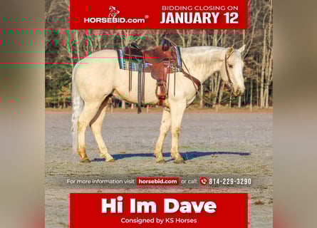 American Paint Horse, Gelding, 6 years, 15 hh