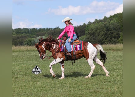 American Paint Horse, Gelding, 6 years, 15 hh