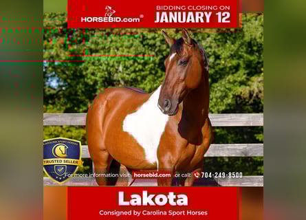 American Paint Horse Mix, Gelding, 6 years, 15,1 hh