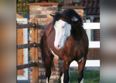 American Paint Horse Mix, Gelding, 6 years, 15,2 hh, Tovero-all-colors