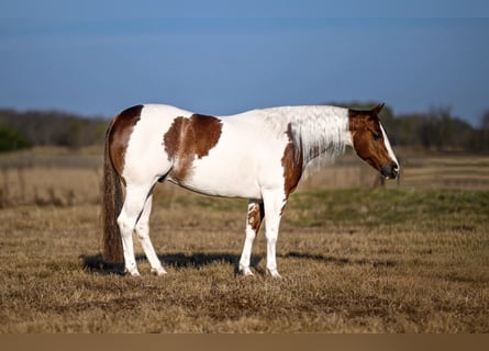 American Paint Horse, Gelding, 6 years, Pinto