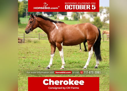 American Paint Horse Mix, Gelding, 6 years, Pinto