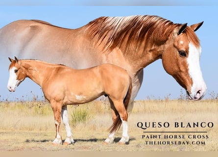 American Paint Horse Mix, Gelding, 7 years, 14,2 hh, Palomino