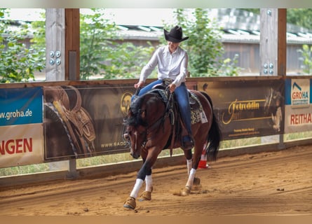 American Paint Horse, Gelding, 7 years, 14,3 hh, Brown