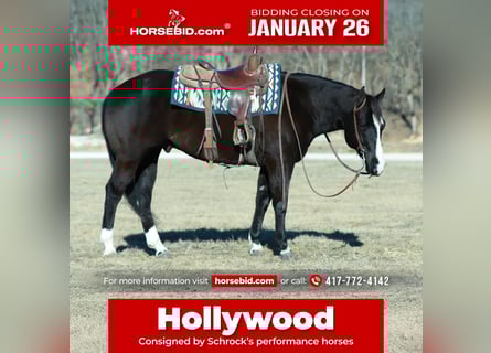 American Paint Horse, Gelding, 7 years, 15.2 hh, Black