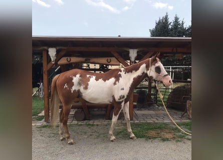 American Paint Horse, Gelding, 7 years, 15.2 hh, Overo-all-colors