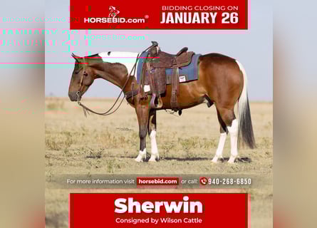 American Paint Horse, Gelding, 7 years, 15 hh, Tobiano-all-colors