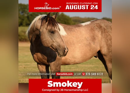 American Paint Horse, Gelding, 7 years, Buckskin