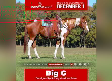 American Paint Horse, Gelding, 8 years, 16,2 hh, Pinto