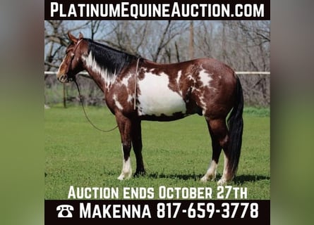 American Paint Horse, Gelding, 9 years, 14,2 hh, Overo-all-colors