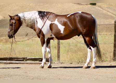 American Paint Horse, Gelding, 9 years, 15 hh, Tobiano-all-colors