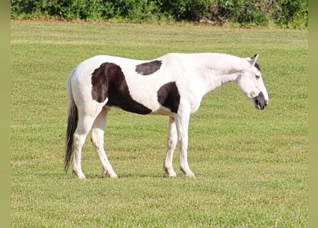 American Paint Horse, Gelding, 9 years, Tovero-all-colors
