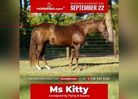 American Paint Horse, Giumenta, 11 Anni, 152 cm, Sauro ciliegia