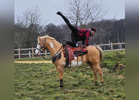 American Paint Horse, Giumenta, 11 Anni, 157 cm, Overo-tutti i colori
