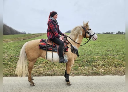 American Paint Horse, Giumenta, 11 Anni, 157 cm, Overo-tutti i colori