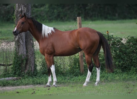 American Paint Horse, Giumenta, 12 Anni, 155 cm, Tobiano-tutti i colori