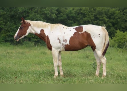 American Paint Horse, Giumenta, 13 Anni, 150 cm, Tobiano-tutti i colori