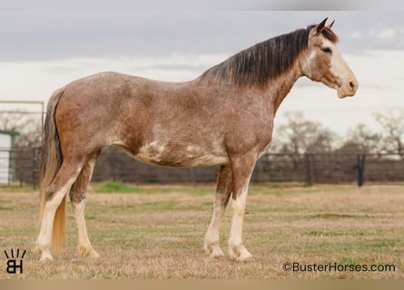 American Paint Horse, Giumenta, 14 Anni, 150 cm, Baio roano