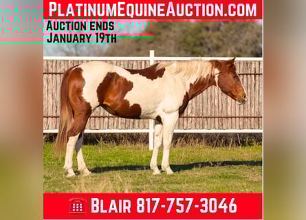 American Paint Horse, Giumenta, 14 Anni, 152 cm, Sauro scuro