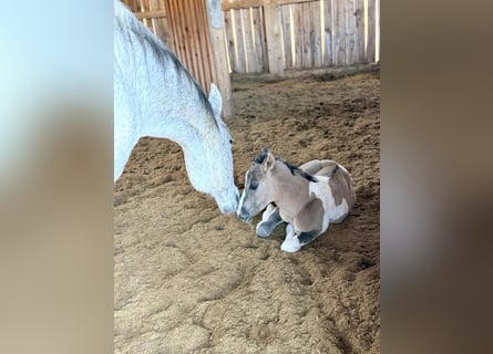 American Paint Horse, Giumenta, 15 Anni, 153 cm, Tobiano-tutti i colori