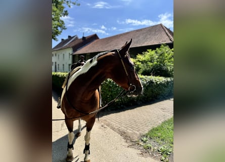 American Paint Horse, Giumenta, 15 Anni, 153 cm, Tobiano-tutti i colori