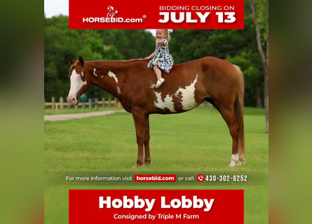 American Paint Horse, Giumenta, 15 Anni, Pezzato