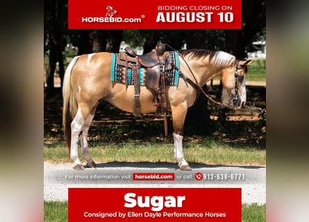 American Paint Horse, Giumenta, 16 Anni, Pezzato